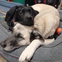VCA Fairmount Animal Hospital ico