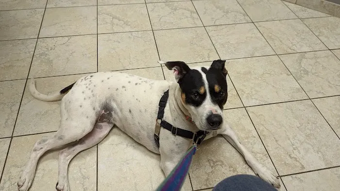 VCA Fairmount Animal Hospital 9