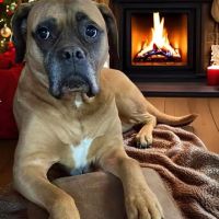 Cicero Animal Clinic, P.C ico