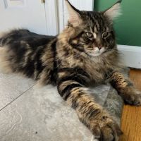 Brewerton Hospital for Animals ico