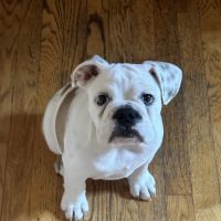 Slate River Veterinary Clinic ico