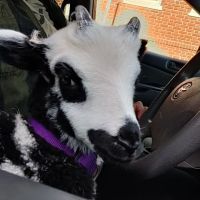 Agrarian Veterinary Services, LLC ico