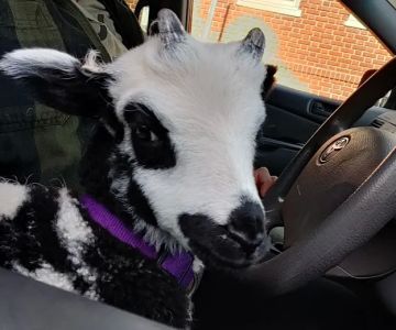 Agrarian Veterinary Services, LLC
