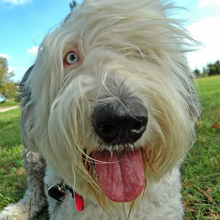 Atlantic Animal Hospital and Pet Care Resort 7
