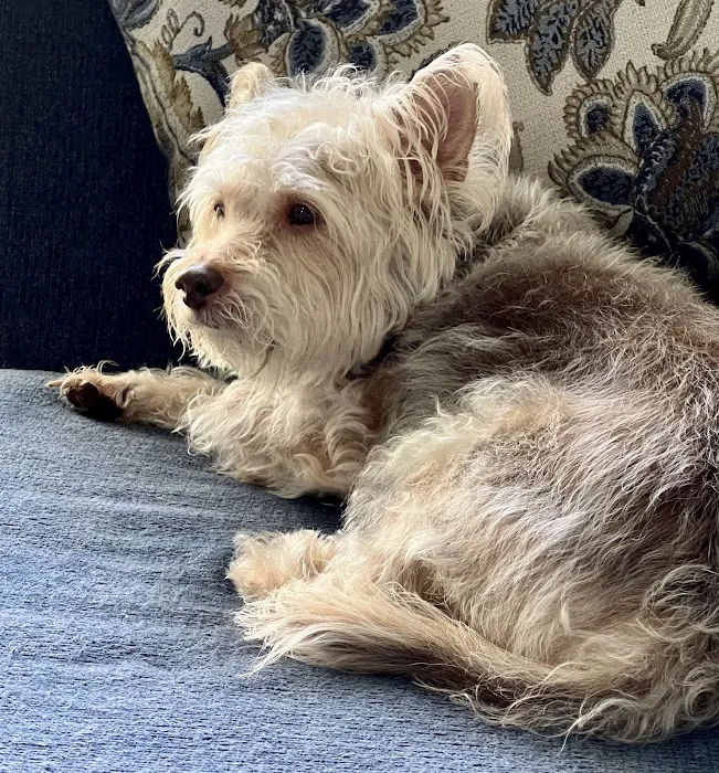 Leonard-Sykes Hospital for Pets 7