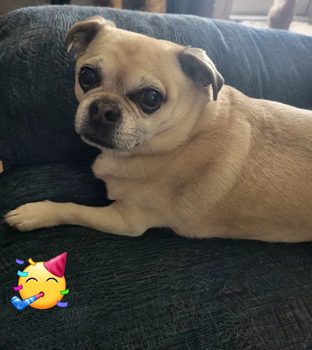 Leonard-Sykes Hospital for Pets 10