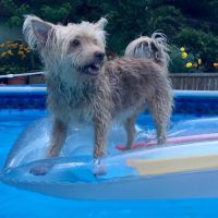 Leonard-Sykes Hospital for Pets ico