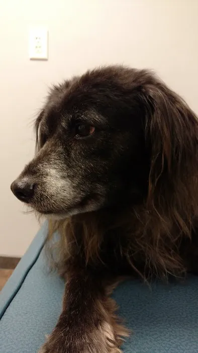 Highsmith Animal Hospital 4