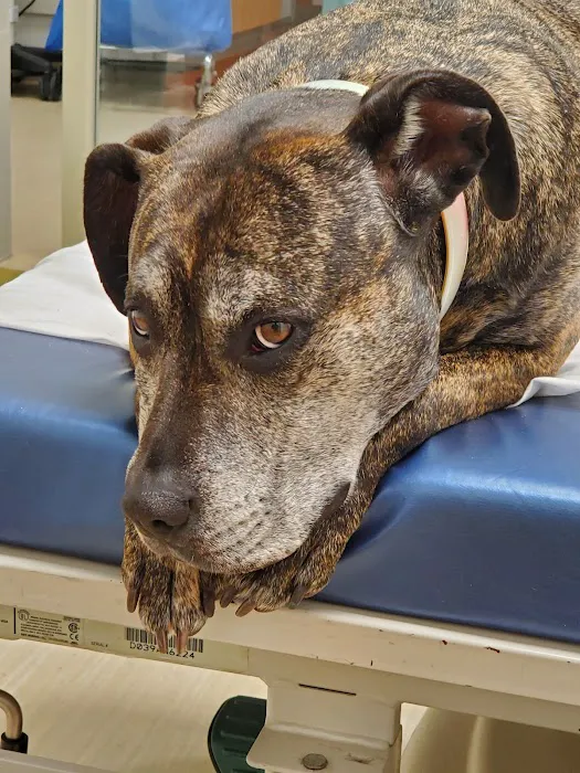 Dineen Animal Hospital 2
