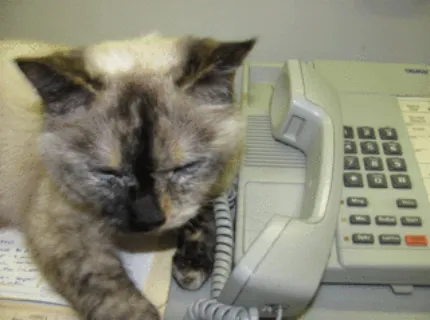 Hanover Regional Animal Hospital 10