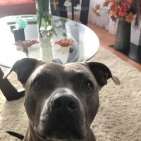 Vet Wellcare Vaccinations Clinic at Pet Supermarket ico