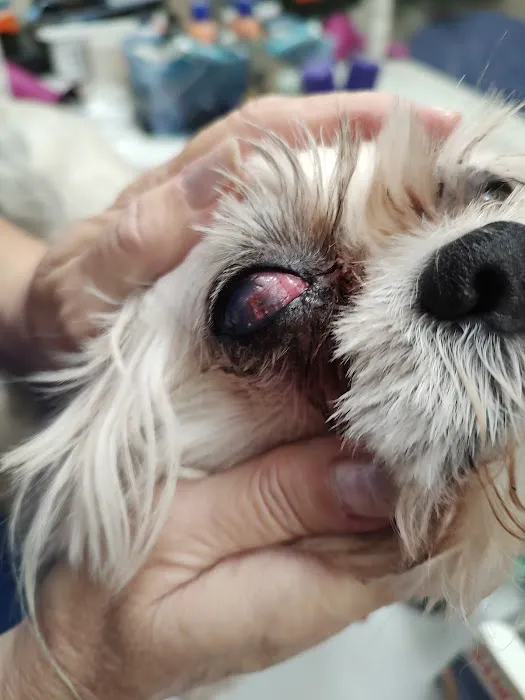 Animal Eye Care 1