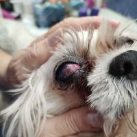 Animal Eye Care ico