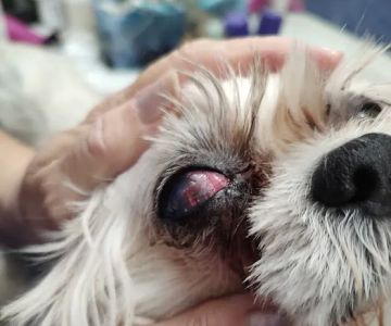 Animal Eye Care