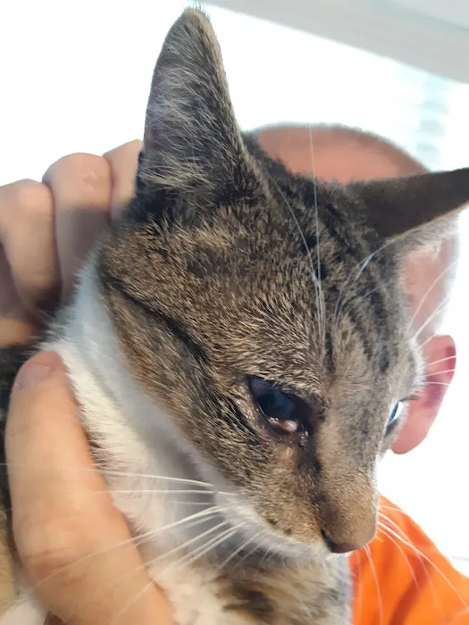 Animal Eye Care 7