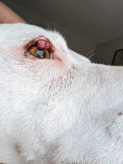 Animal Eye Care 9