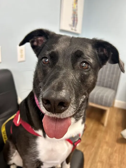 Whole Pet Veterinary Hospital - Wilmington 5