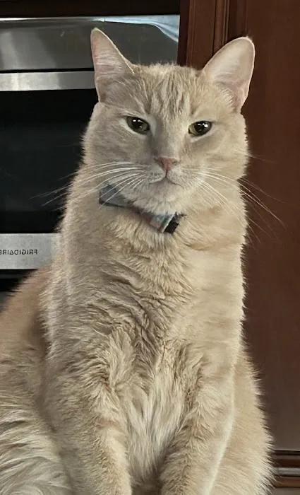All Pets Animal Hospital 1