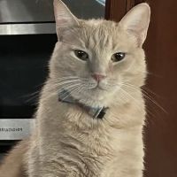 All Pets Animal Hospital ico