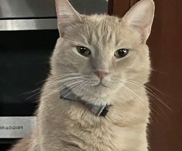 All Pets Animal Hospital