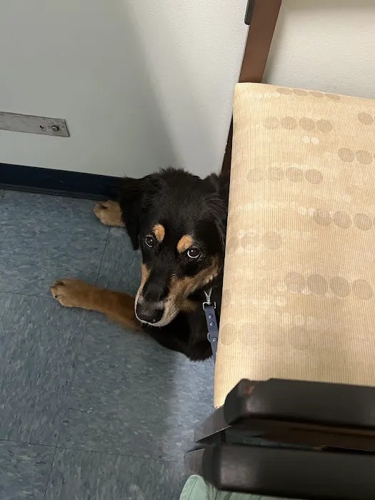 VCA Wrightsville Beach Animal Hospital 3