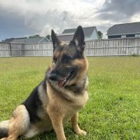 Coastal Pet Hospice ico