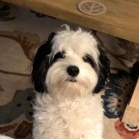Four Oaks Pet Hospital ico