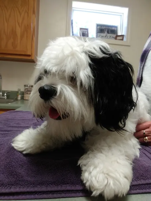Four Oaks Pet Hospital 4