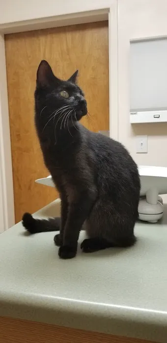 Four Oaks Pet Hospital 8