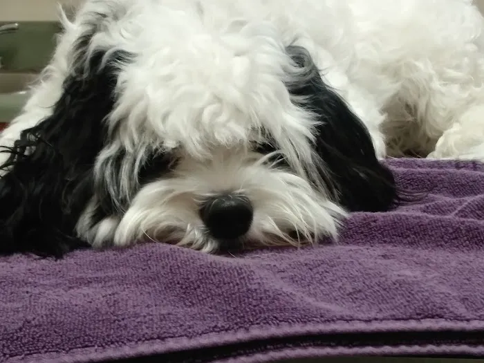 Four Oaks Pet Hospital 7