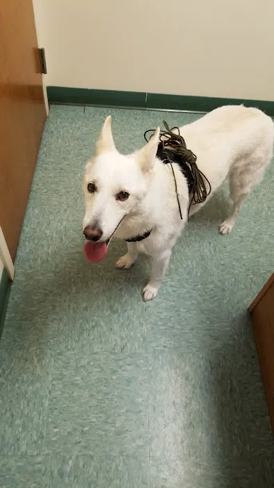 Four Oaks Pet Hospital 5