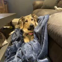 Chilhowee Veterinary Clinic Inc. ico