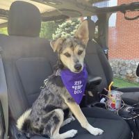Maryville Animal Hospital ico