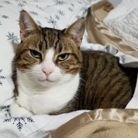 Big Springs Veterinary Hospital ico