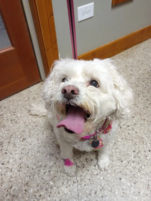 Maryville Small Animal Medical Center 6