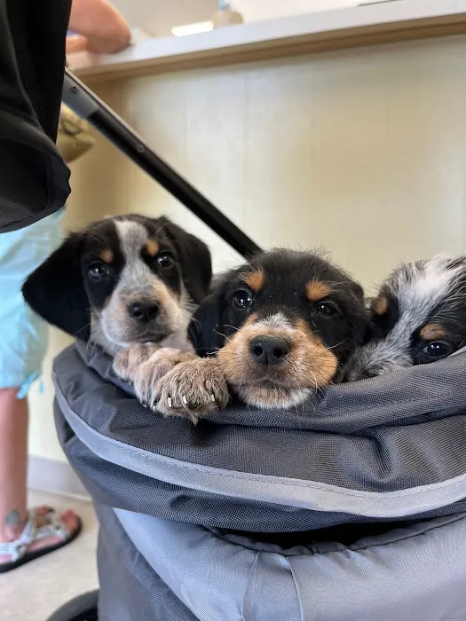 Fairview Animal Hospital 1
