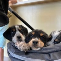 Fairview Animal Hospital ico