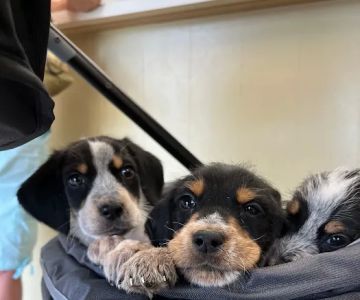 Fairview Animal Hospital