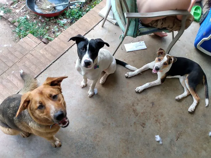 PPAW Spay/Neuter Clinic 9
