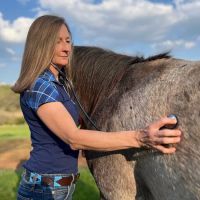 Four Star Equine Veterinary Services ico