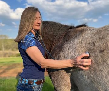 Four Star Equine Veterinary Services