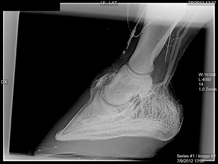 Four Star Equine Veterinary Services 2