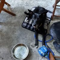 Upper Cumberland Veterinary Clinic ico