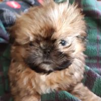 Highland Veterinary Clinic ico