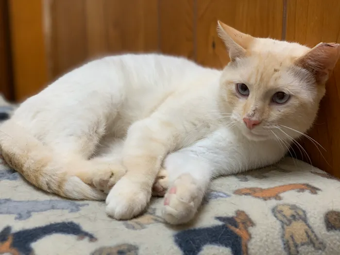 Homestead Animal Medical Clinic 10