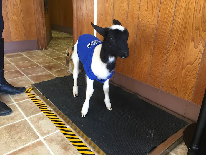Homestead Animal Medical Clinic 9