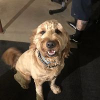 Plateau Animal Hospital ico