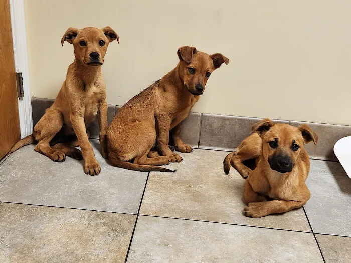 Best Friends Veterinary Hospital 8