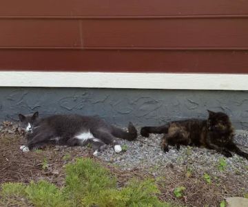 Best Friends Veterinary Hospital