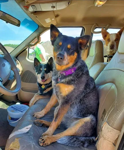 Best Friends Veterinary Hospital 2